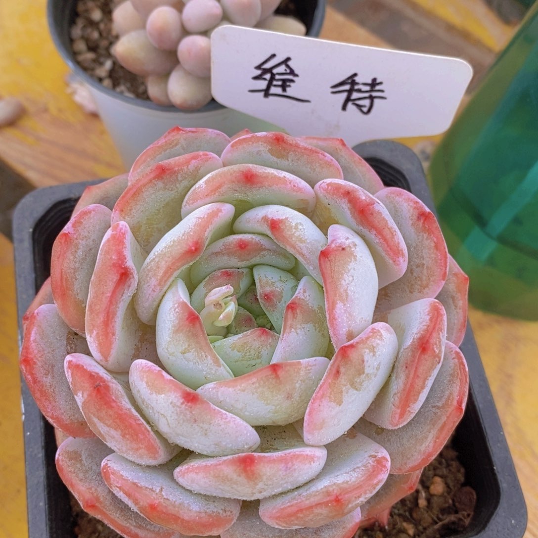 开心多肉，女神专场