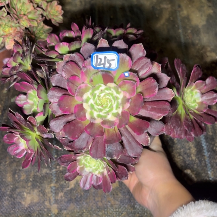 黑萝莉新品锦1215