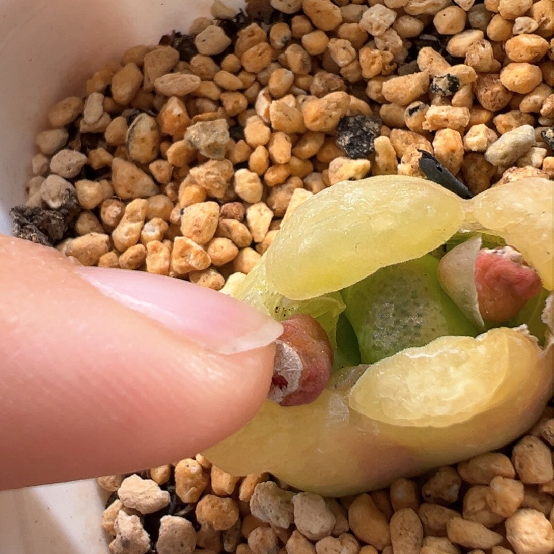 多肉植物87号缀化