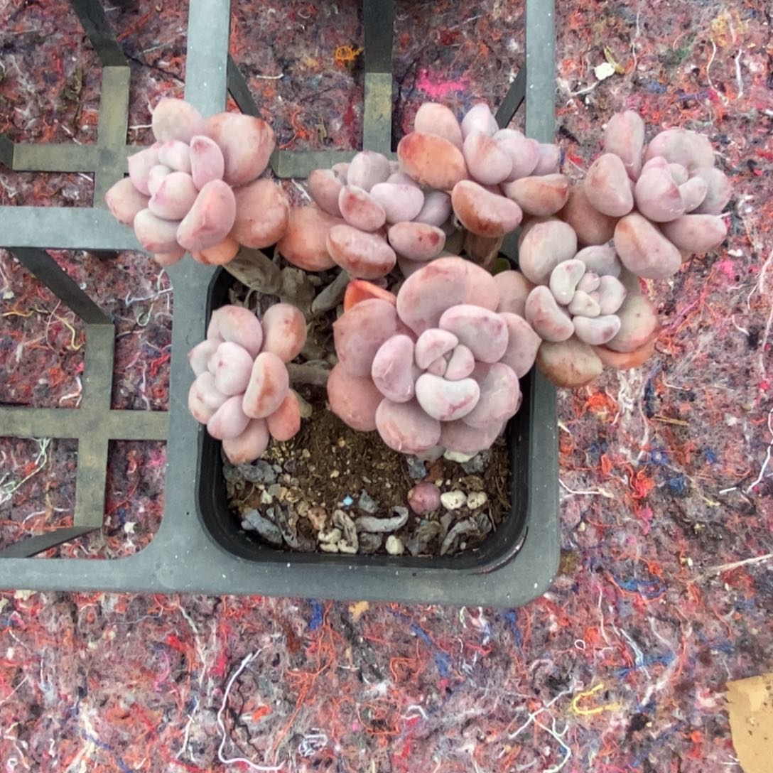 *****精品多肉一物一拍