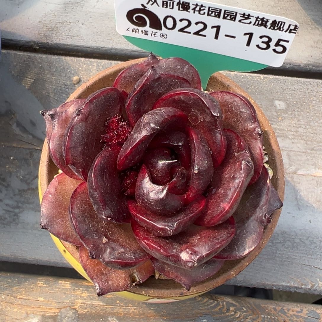 从前慢多肉精选编号0221.135