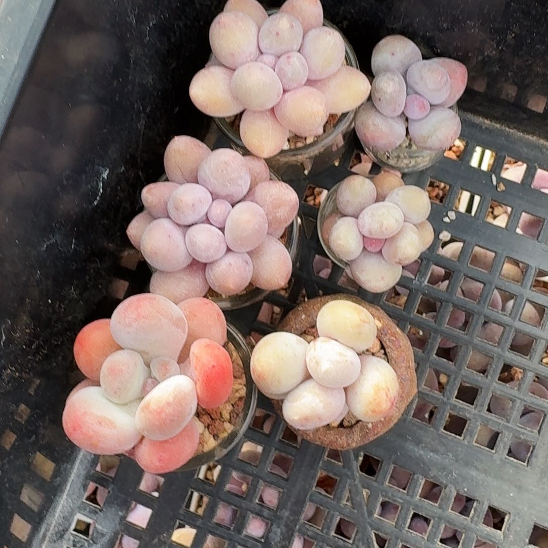 一***条多肉奶酪一起6颗专拍