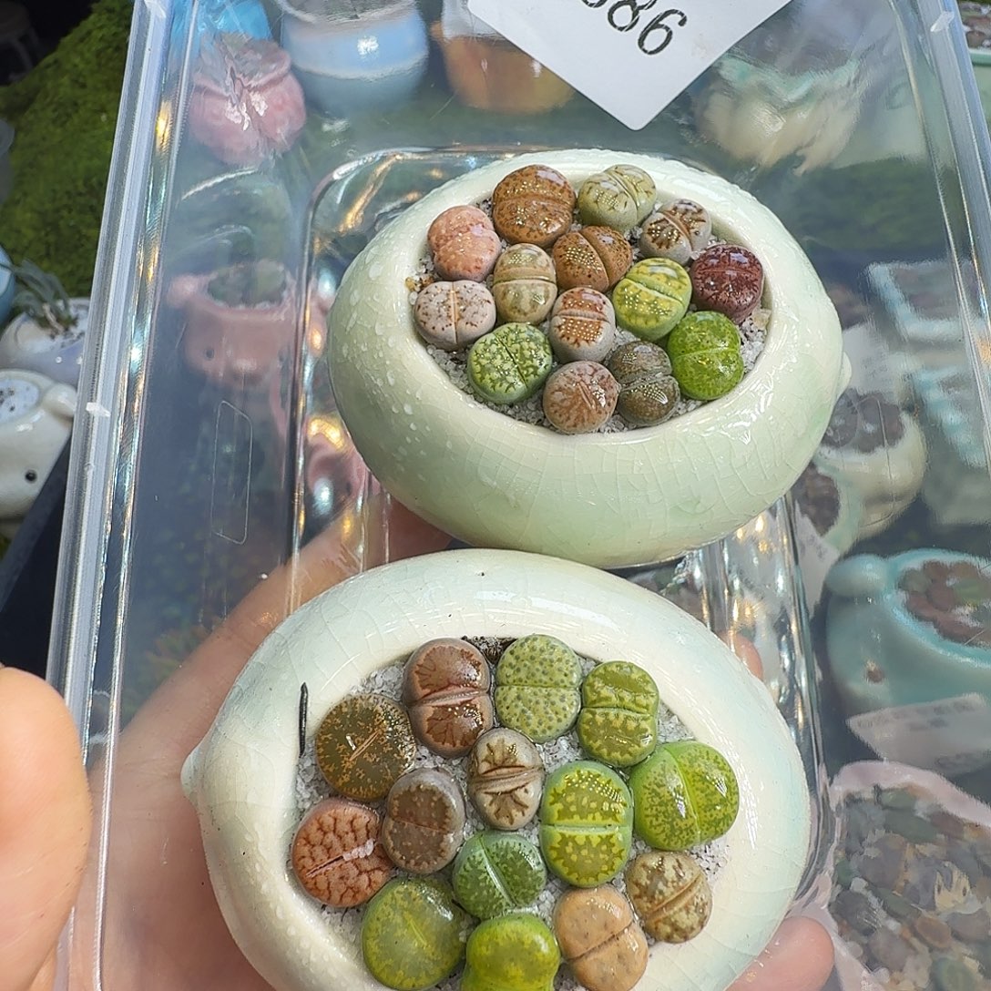 多肉植物福利冲686