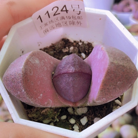 无花朵1124，5.7厘米如图