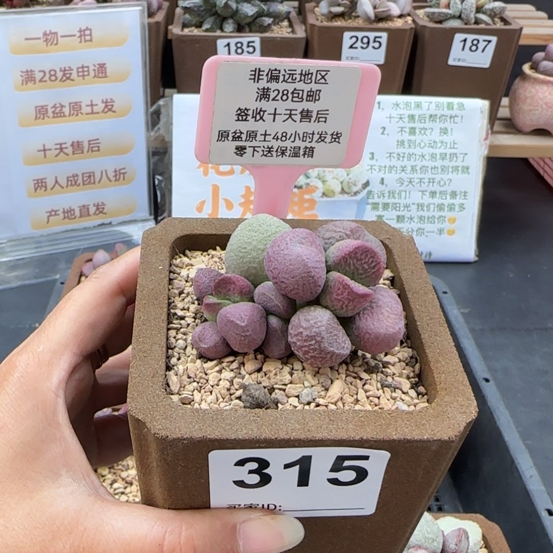 315红烧肉多肉植物