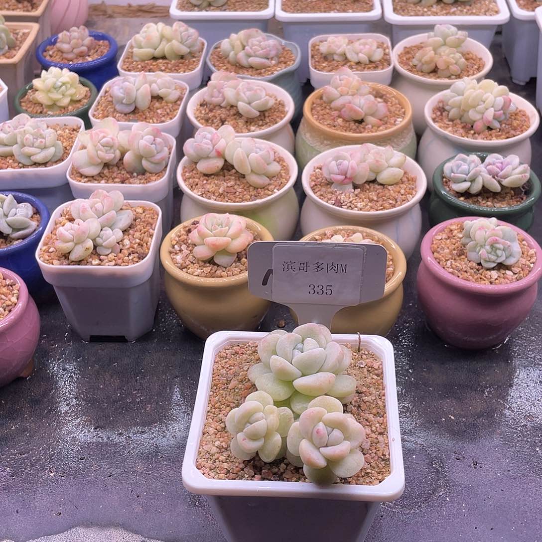 用****6滨哥多肉M335冰玉石化三头