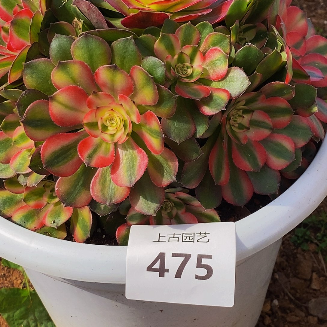 用***0上古园艺多肉法师475