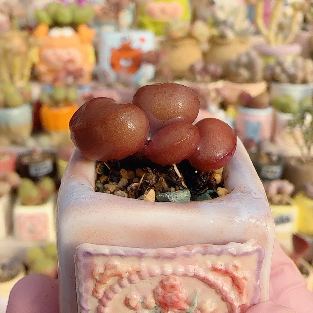 可爱红蛋 盆口2.5cm
