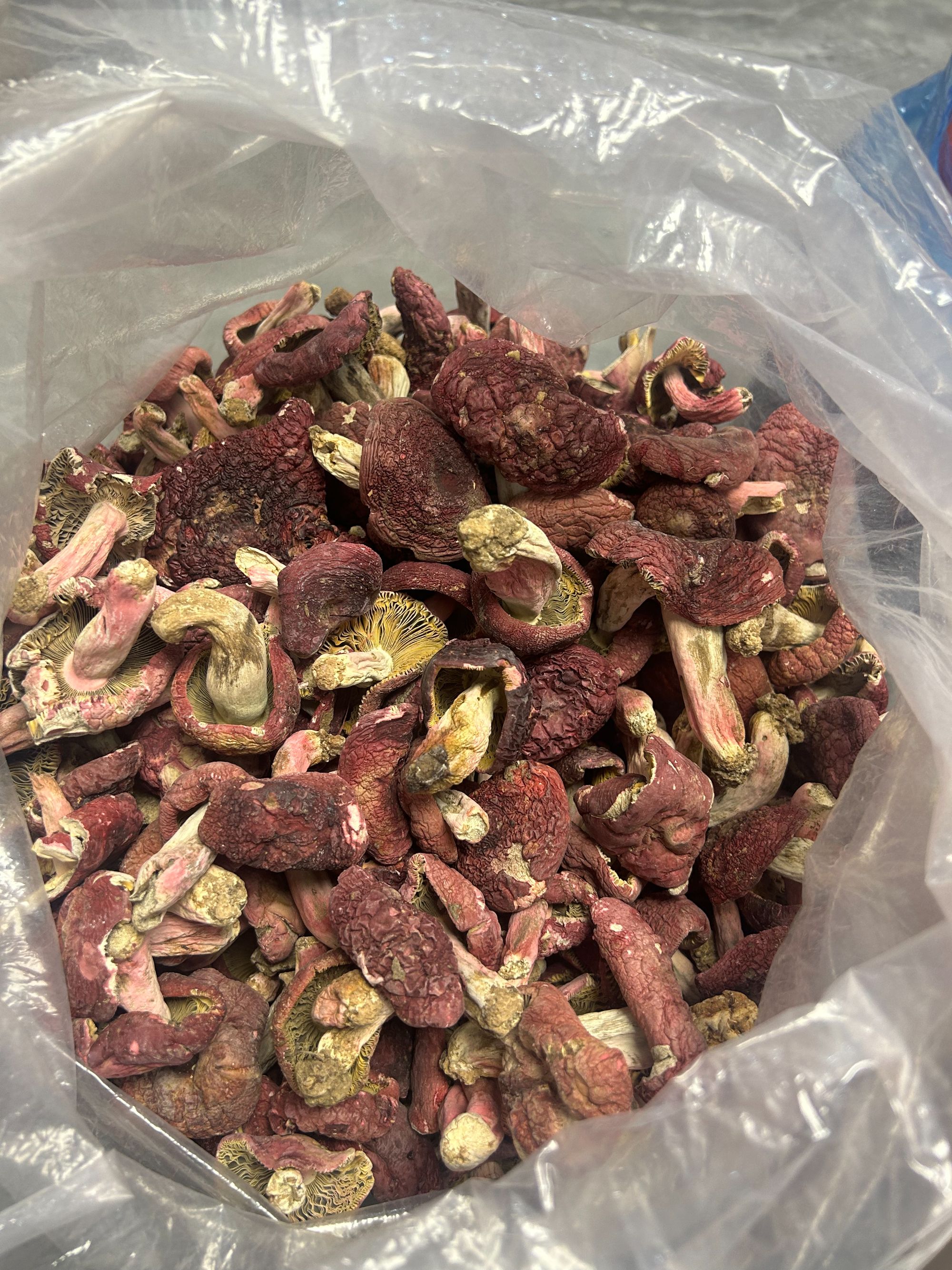 【 碳烤标菇 】福建龙岩武平本地野生正红菇