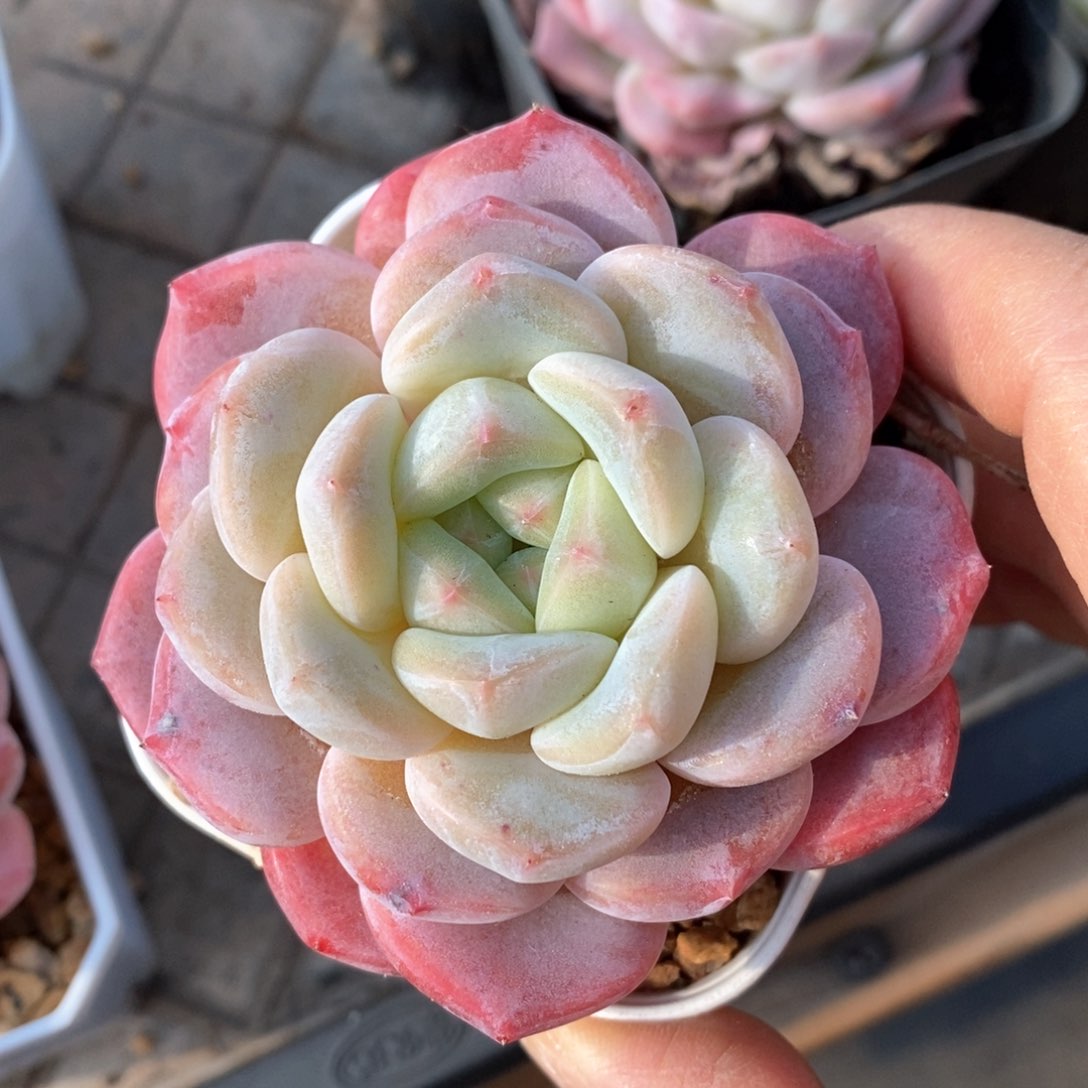 精品多肉一物一批不包整15