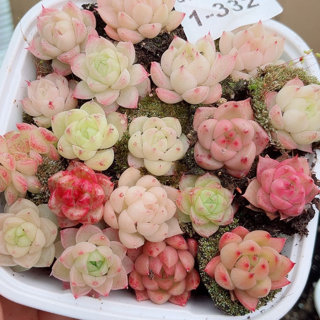 1-332 新疆西藏内蒙不发12.8包邮2-3公分多肉