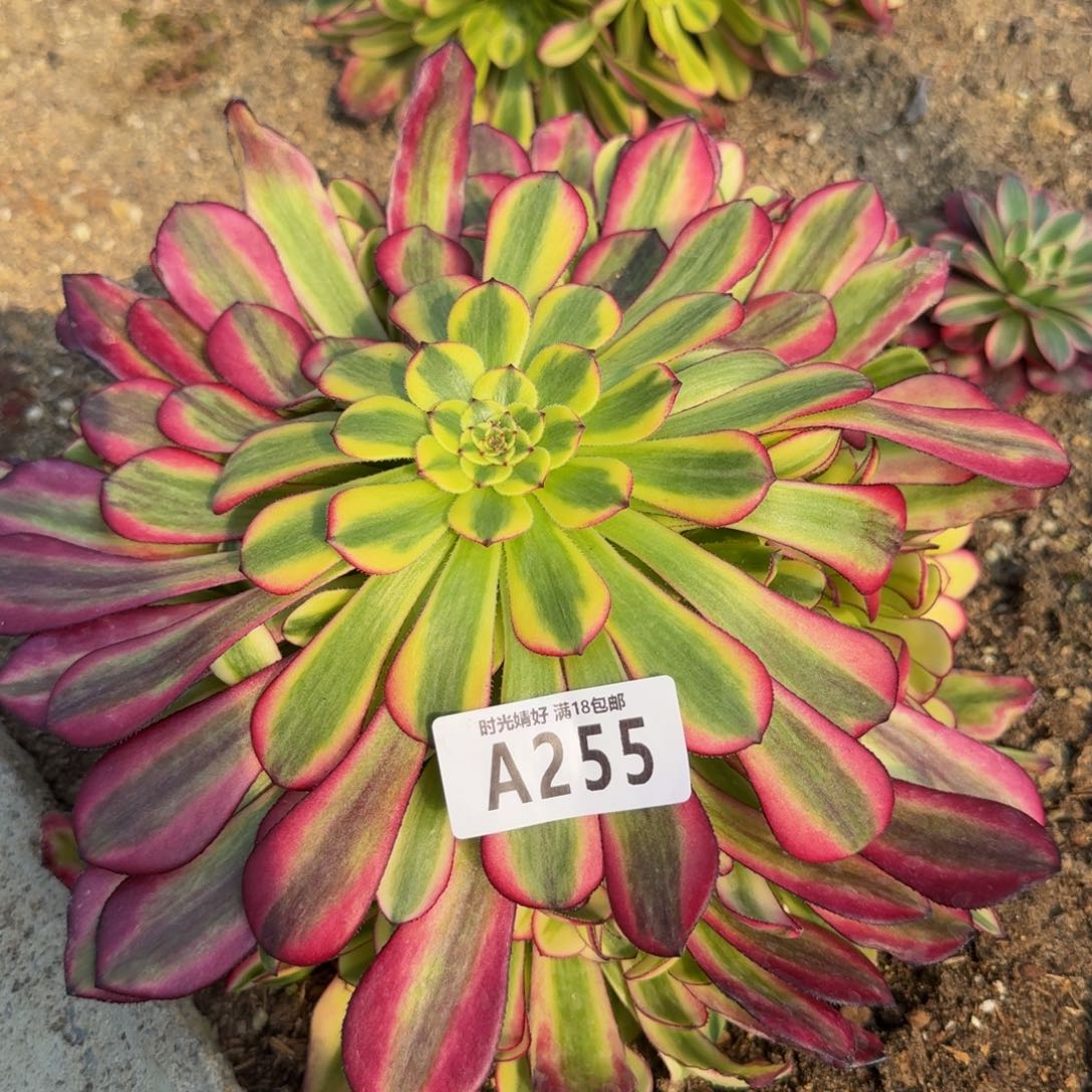 255幻月。多肉植物