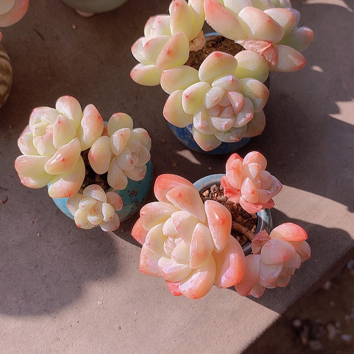 一物一拍，福利3颗冰玉群