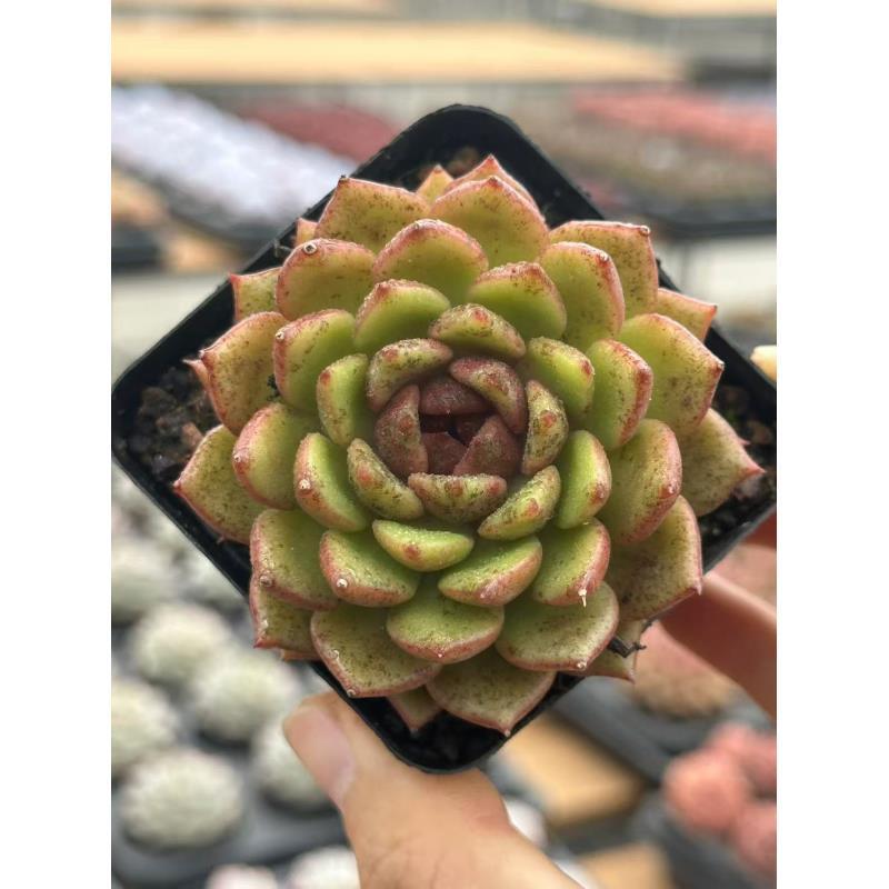 7#绿宝宝多肉植物  前男友精品多肉SM0589