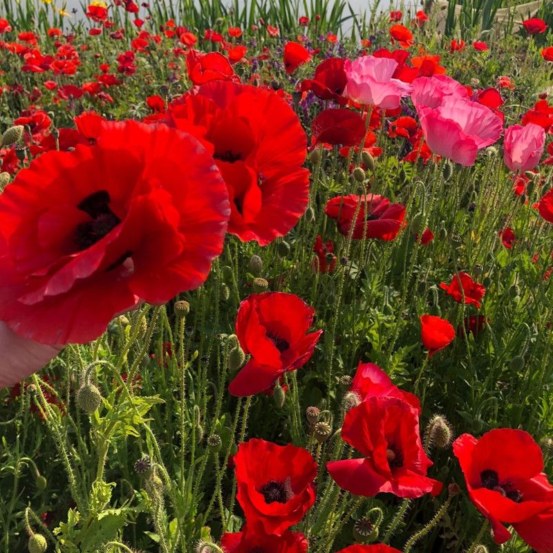 虞美人种子混色多年生冰岛虞美人花易种