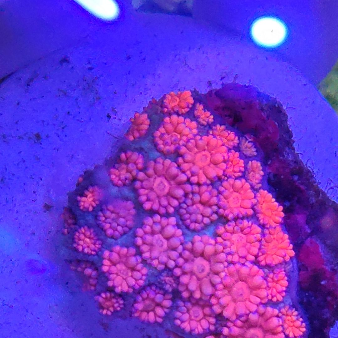 智海珊瑚不支持退货不包邮接受下单