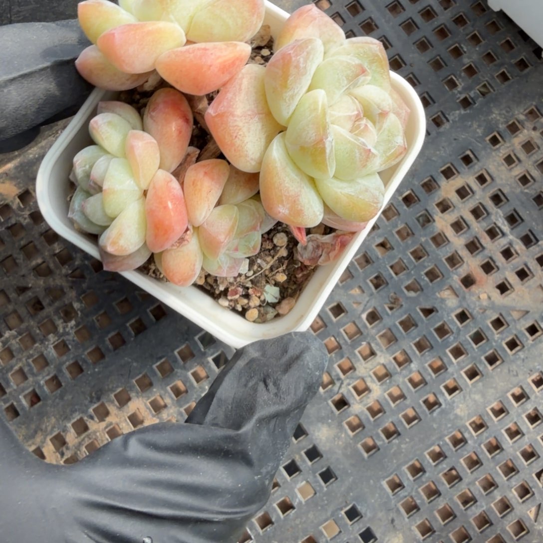 *****东篱下多肉植物哈哈哈