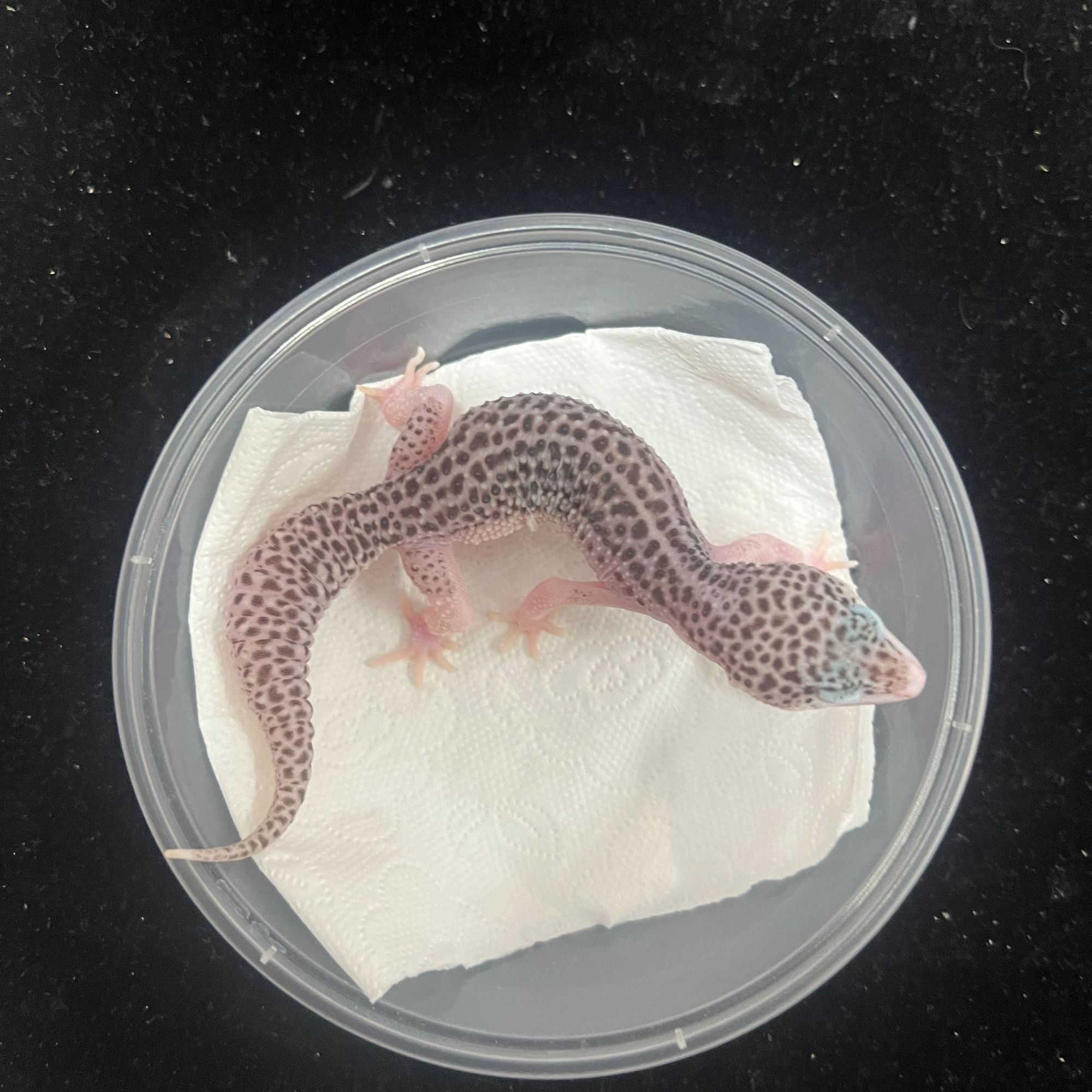 59银河20.8克公6.27生日