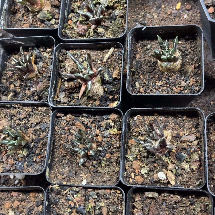 实生黑牡丹好养皮实