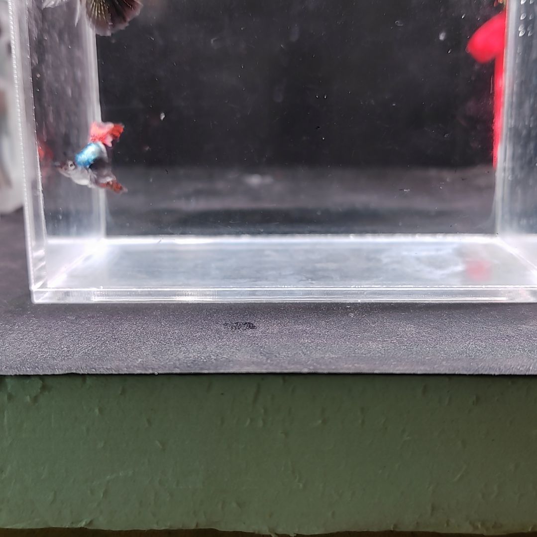 孔雀鱼编号33七彩龙鳞球种鱼