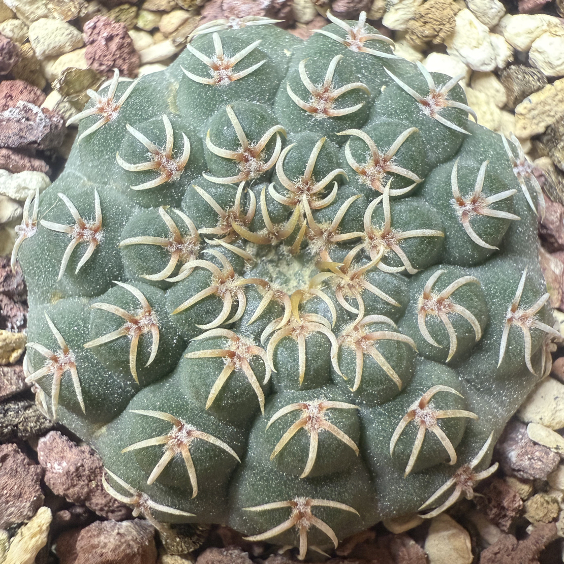 玻璃刺瑞昌玉实生尺寸3.2厘米