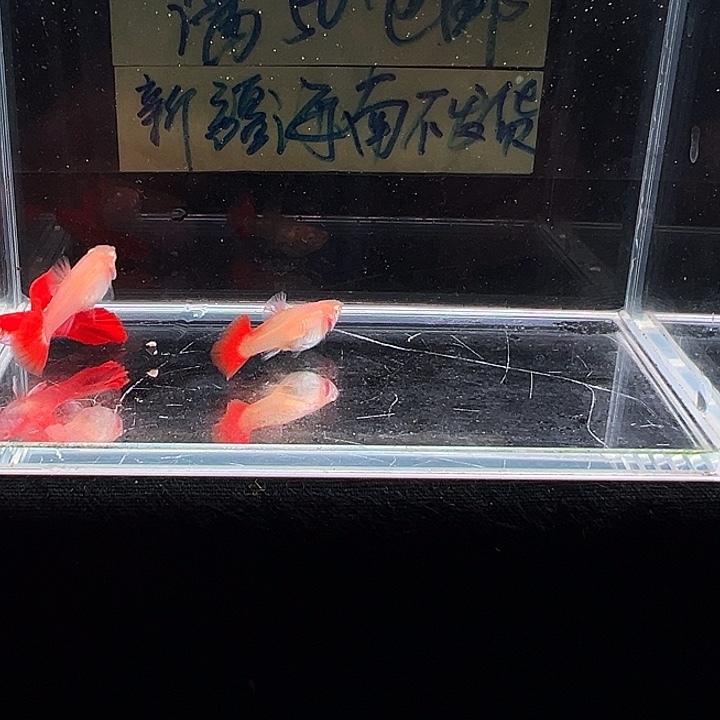 孔雀鱼折扇白子孔雀