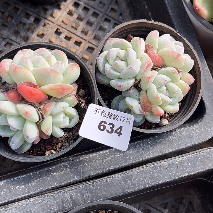 阿雅园艺。    634两颗