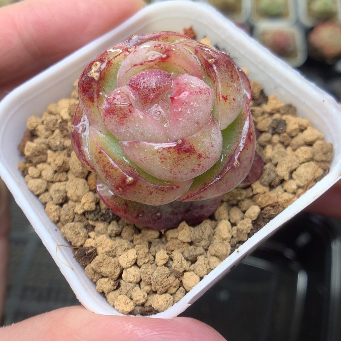 R156y y y y y y y y