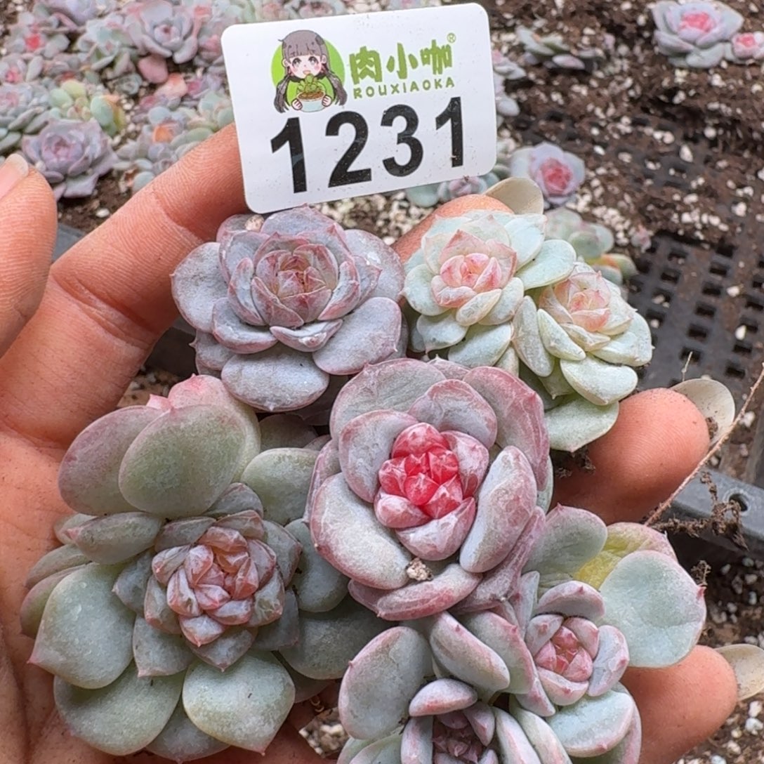 多肉植物多肉植物