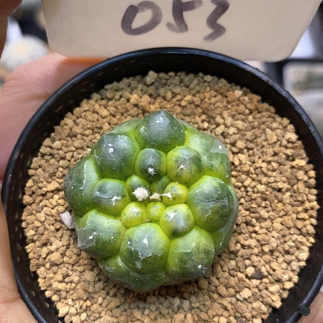 微瑕特价福利龟甲锦