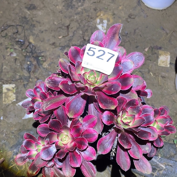 多肉植物法师527箱奶儿