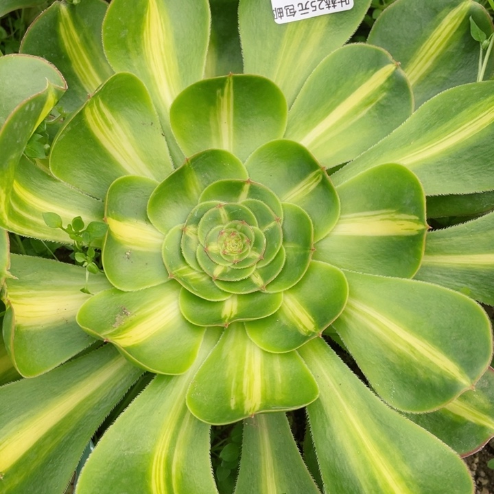 905暴君多肉12345678