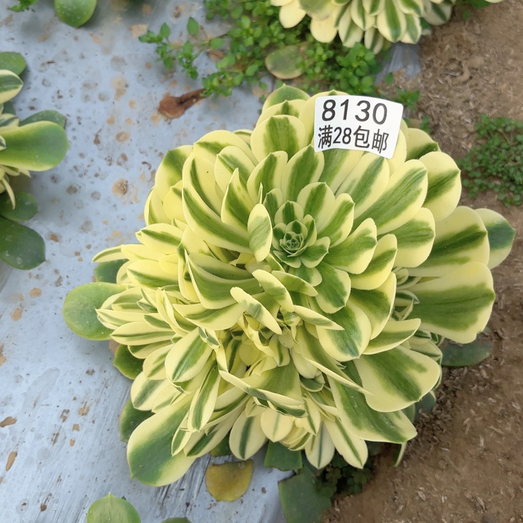 F.   8130辛尼雅多肉多肉