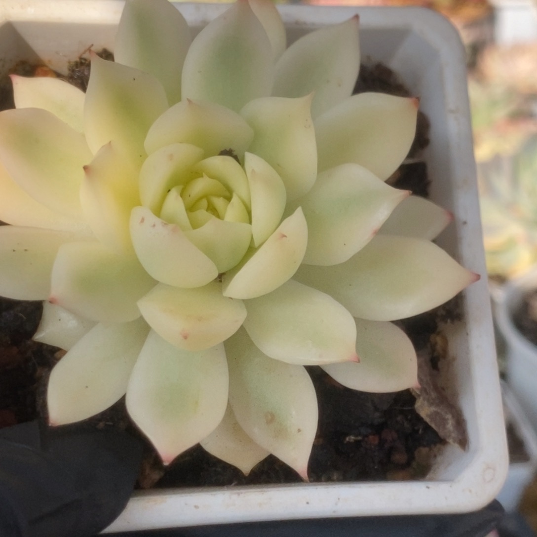 716加勒比海蓝锦锦锦