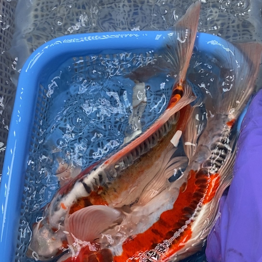 锦鲤冷水锦鲤包邮