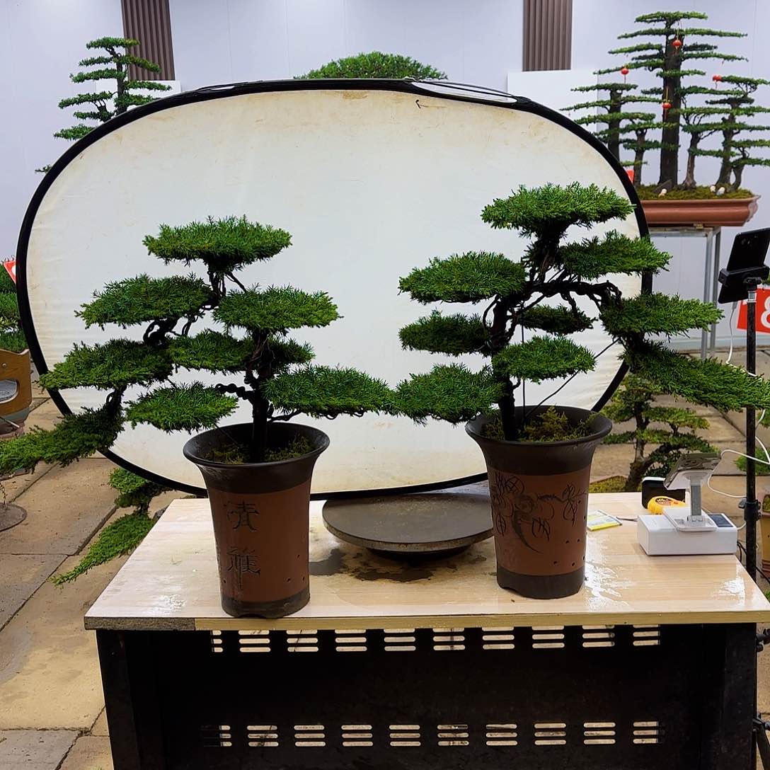 盆景直播间1️⃣物1️⃣拍