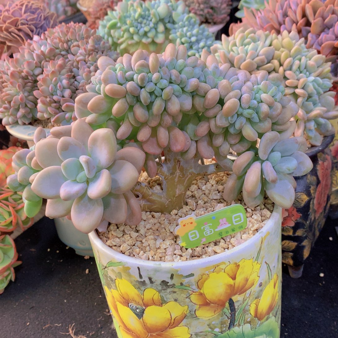 精品多肉植物花卉盆栽