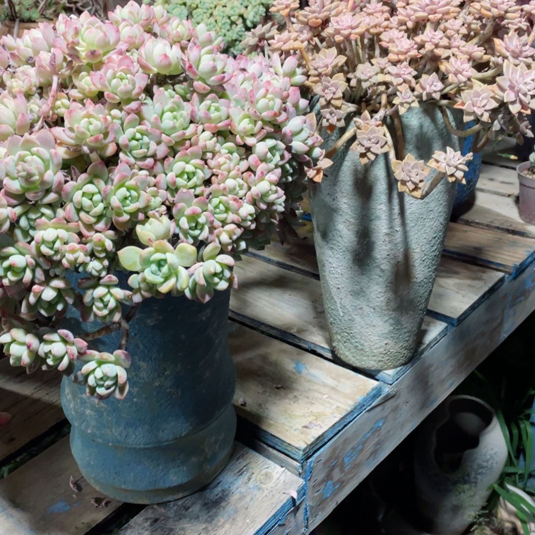 桃酥和阿伦培含盆发物流不售后到付