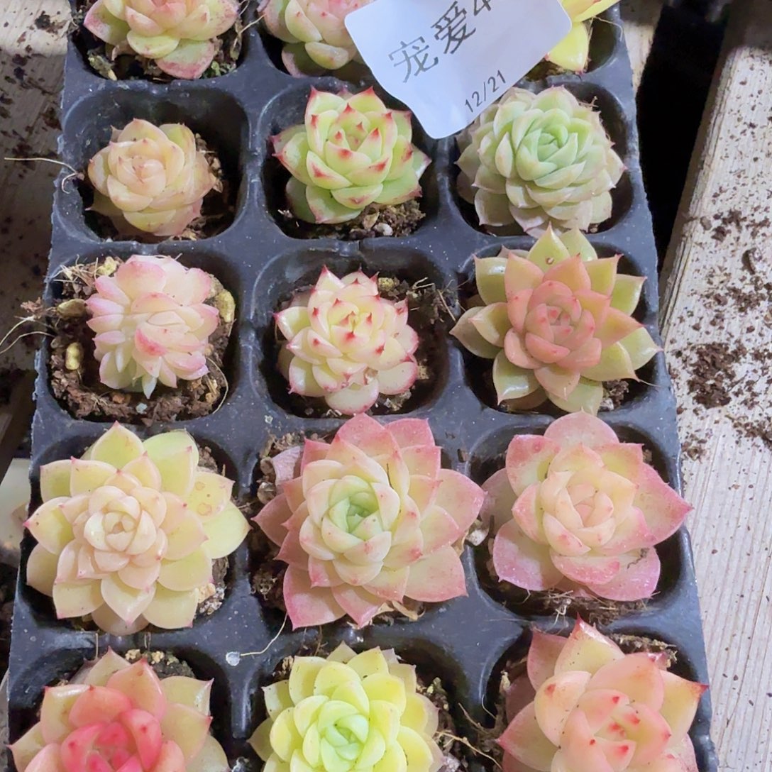 直播福利一物一拍49