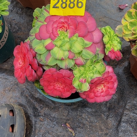 2886知否多肉植物