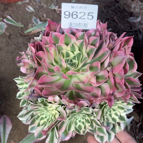 白凤多肉多肉9625