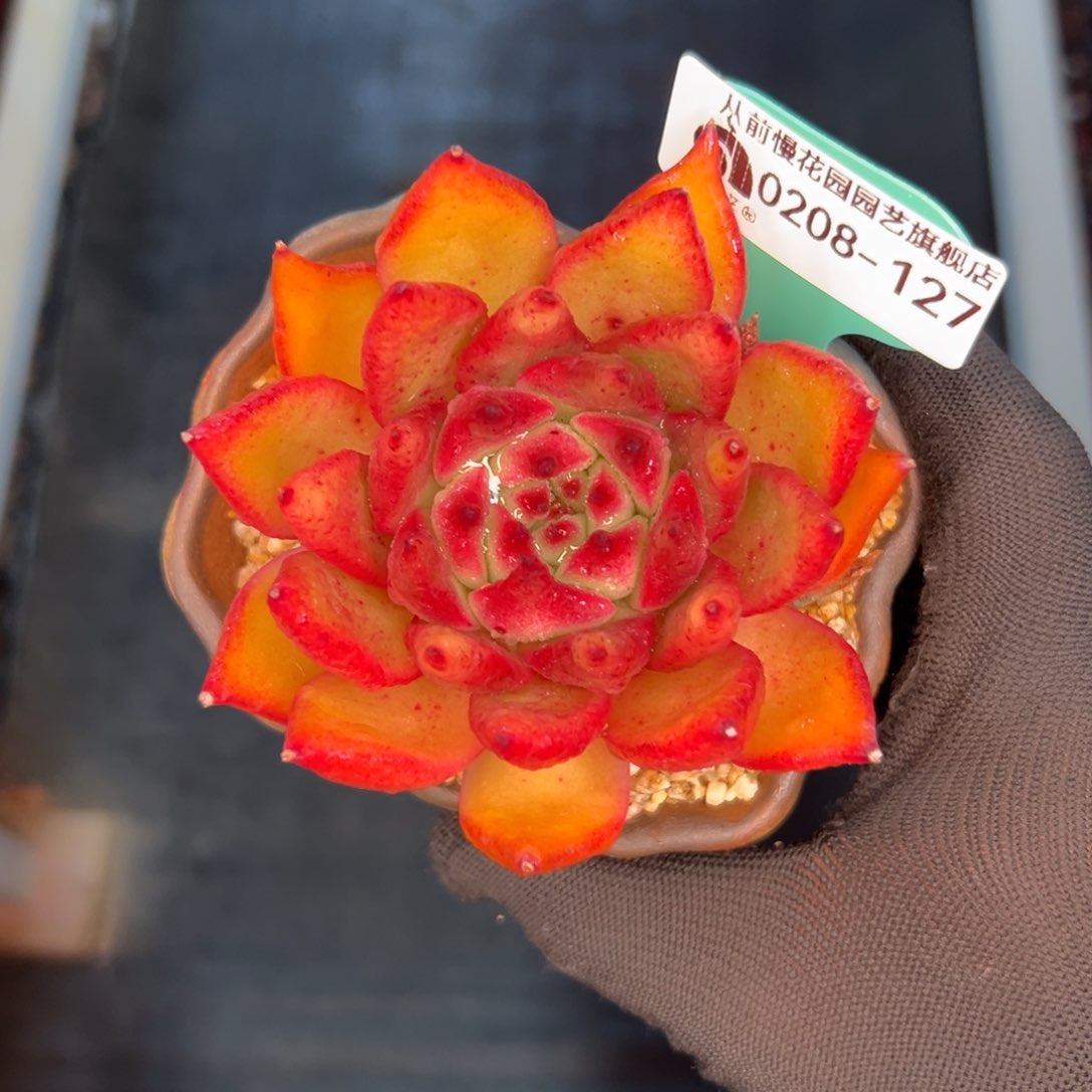 多肉一物一拍编号0208-127