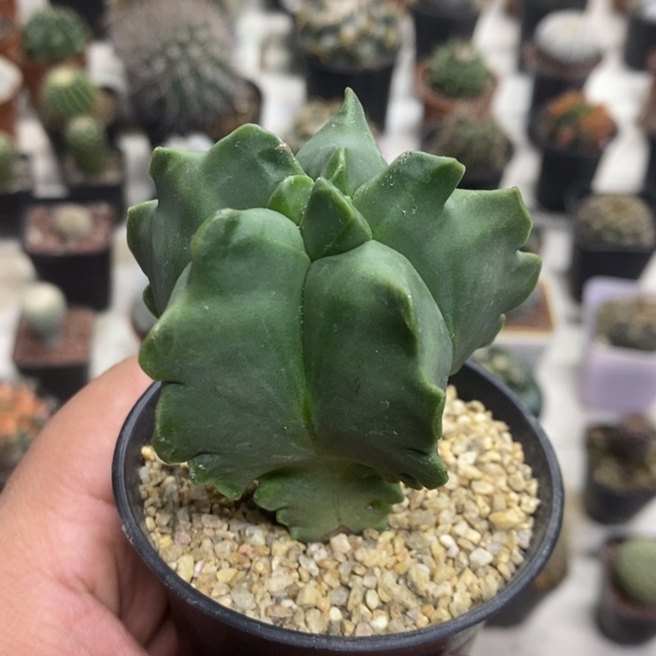 实生龟甲特价福利