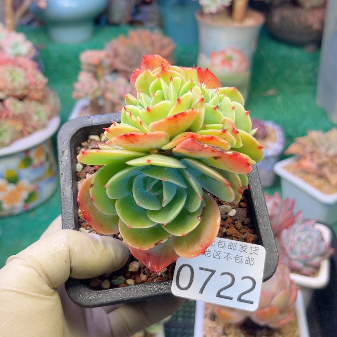 大0722，c x x ch h c b