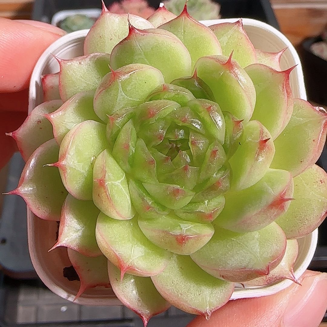 1106----292海心海心