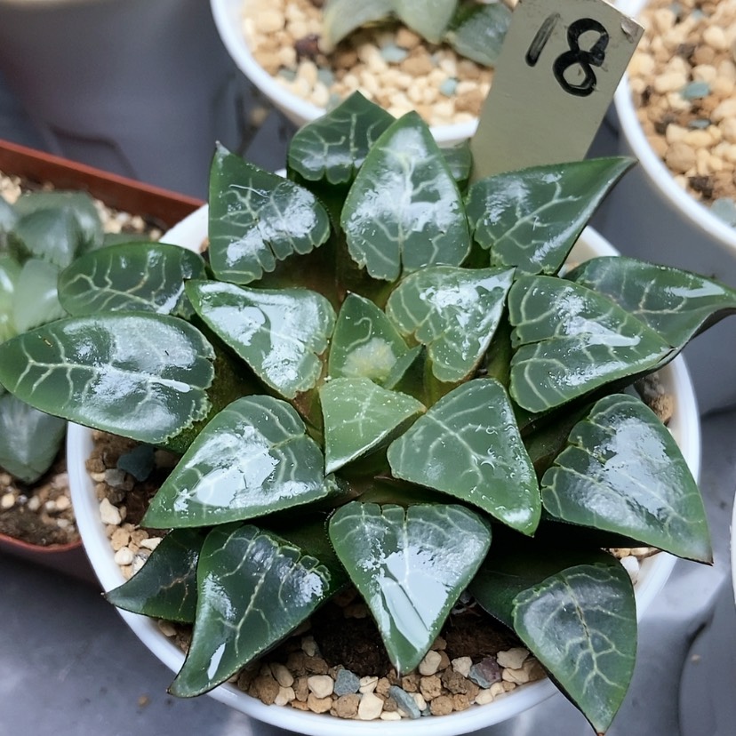 【闪购商品】青木18