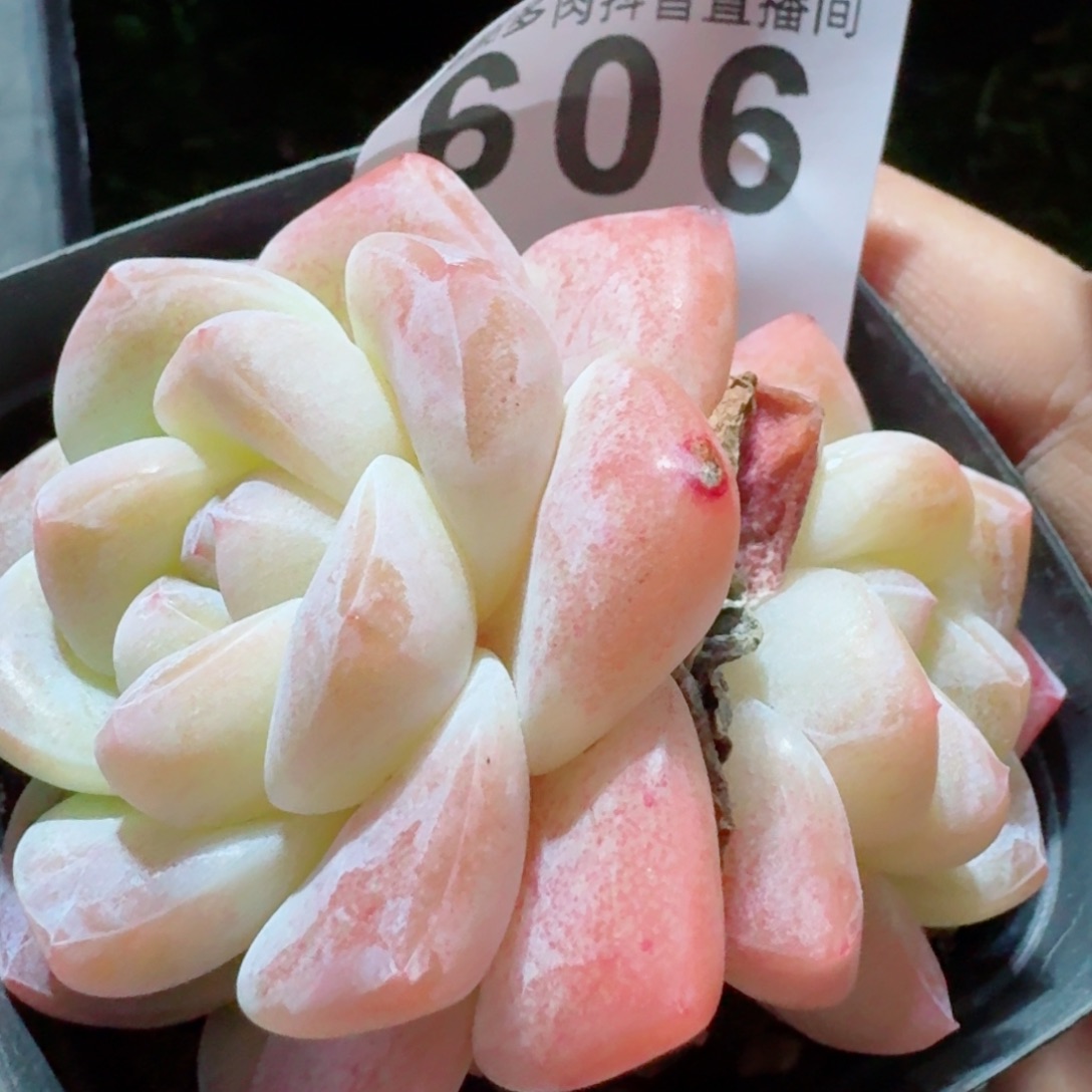 冰玉         精品多肉