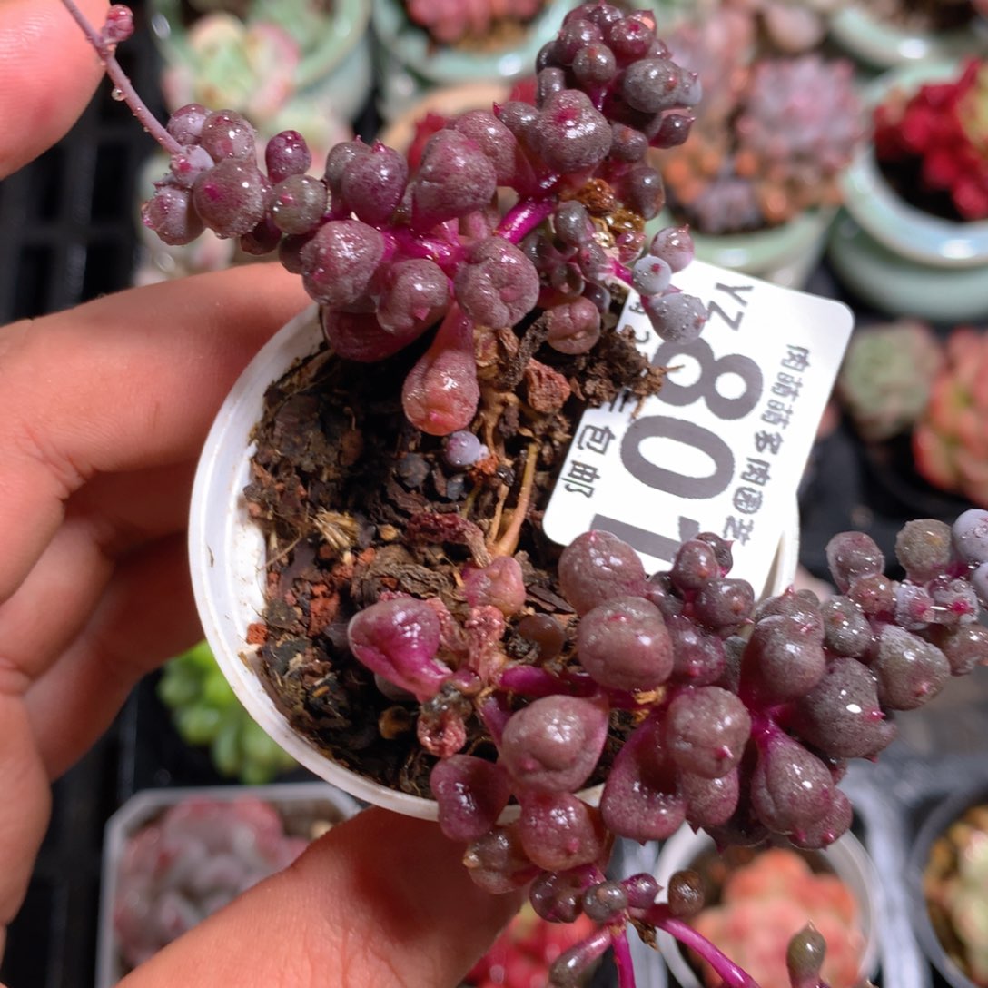 5CM拇指盆精控多肉YZ801