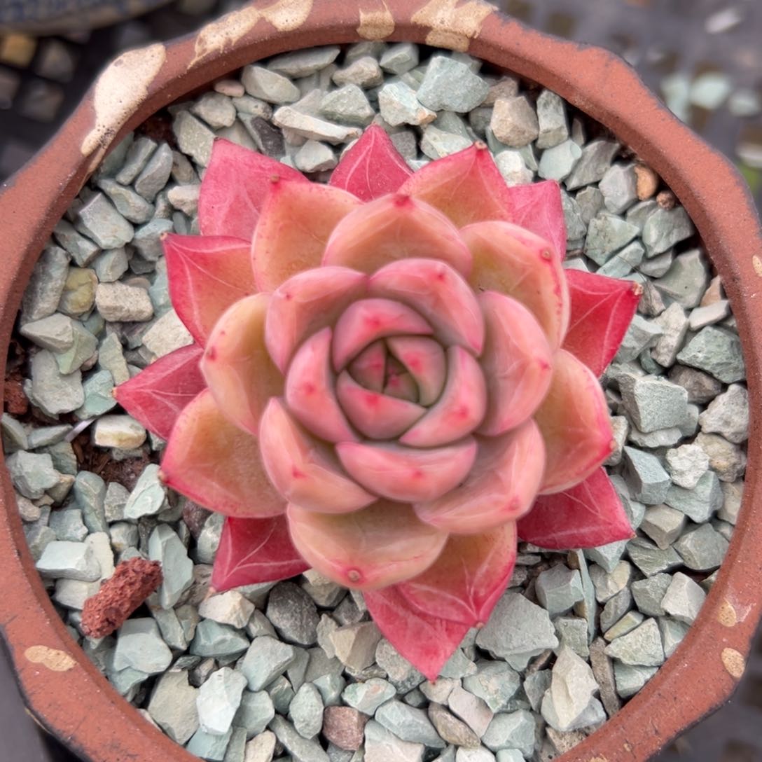 绿龙精控多肉一物一拍