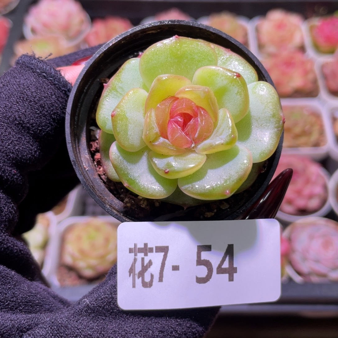 花利美7-54新品珍妮
